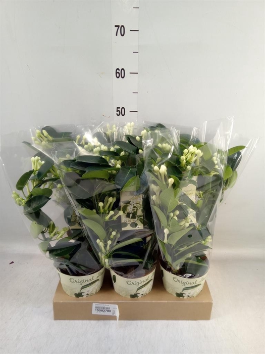 <h4>Stephanotis floribunda   ...</h4>