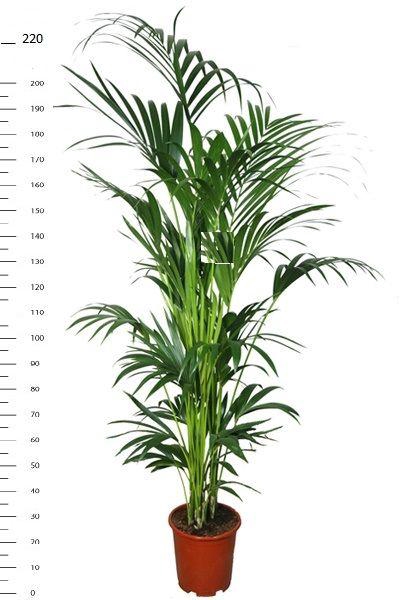 <h4>HOWEA FORSTERIANA</h4>