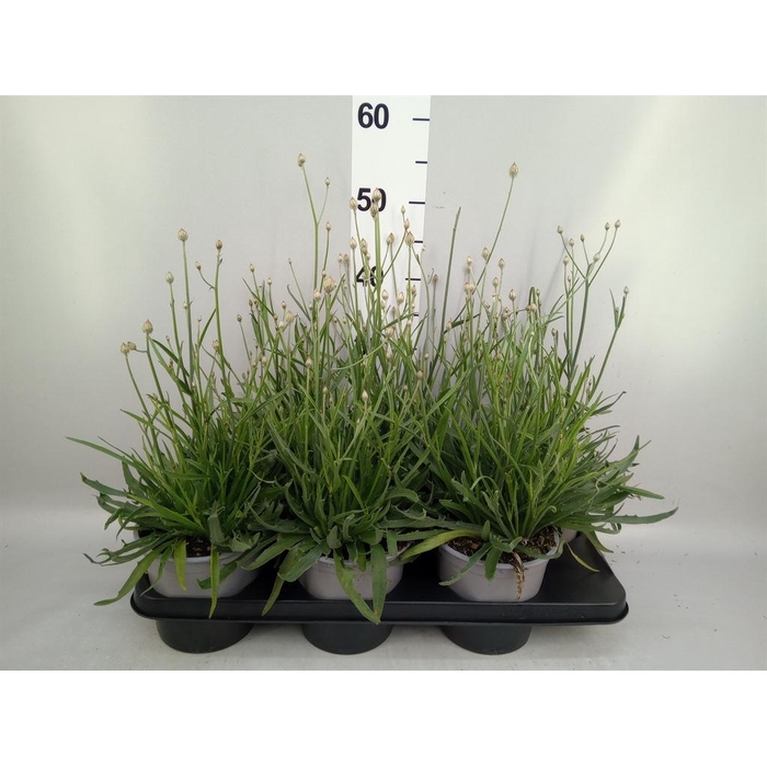 <h4>Catananche caerulea   ...</h4>