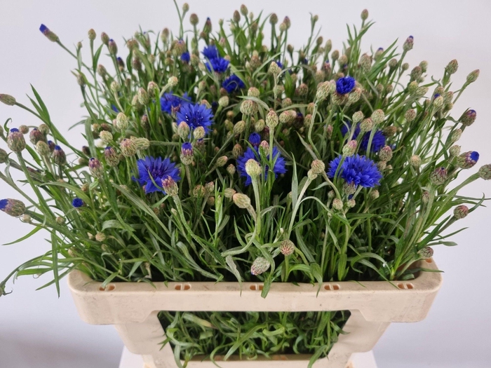 <h4>Centaurea Cyanus</h4>