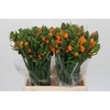 Ornithogalum Dubium Sunshine