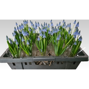 MUSCARI CAROLA