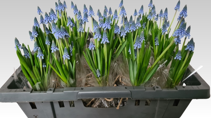 <h4>MUSCARI CAROLA</h4>