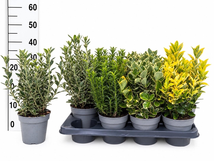 <h4>EUONYMUS JAP GEM</h4>