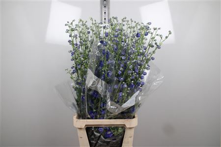 <h4>Delphinium DU 'Delphis Blue Emeral'</h4>