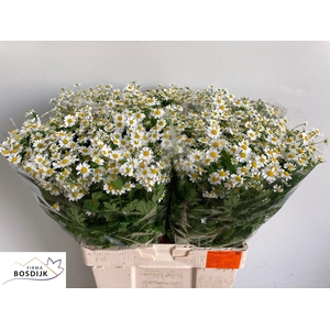 TANA PA SINGLE VEGMO