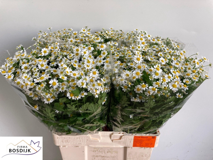 <h4>TANA PA SINGLE VEGMO</h4>