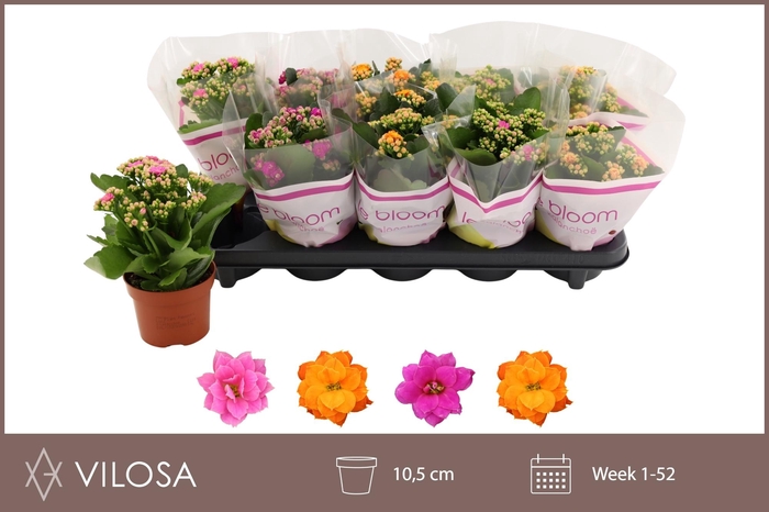 <h4>KAL GE GEM 4 KL</h4>