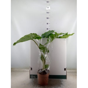 Alocasia portodora