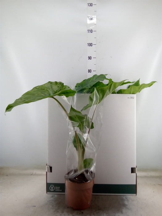 <h4>Alocasia portodora</h4>