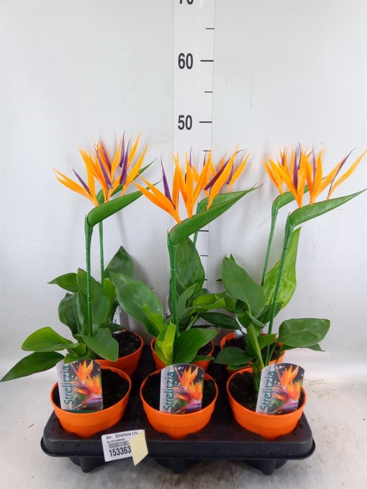 <h4>Arr. Strelitzia L%</h4>