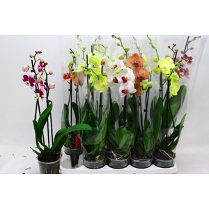 PHAL GEM