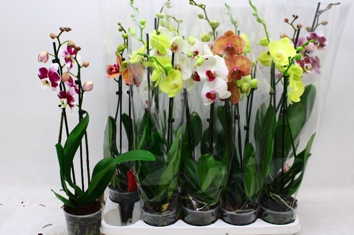 <h4>PHAL GEM</h4>