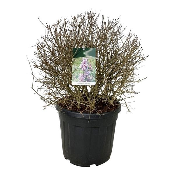 <h4>Syringa 'Sugar Plum Fairy'</h4>
