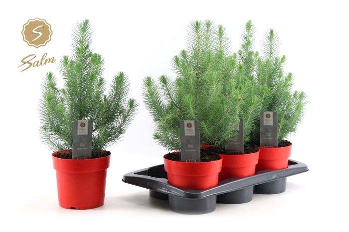 <h4>PINUS SILVER CREST</h4>