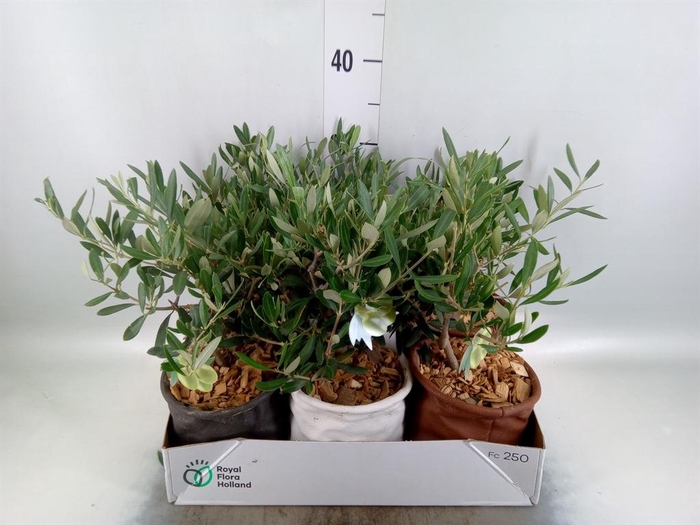 <h4>Arr. Tuinplanten L%</h4>