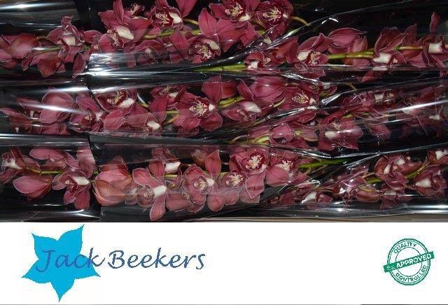 <h4>CYMB T FERR-ARI</h4>