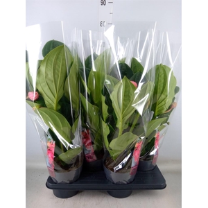 Medinilla magn. 'Flamenco'