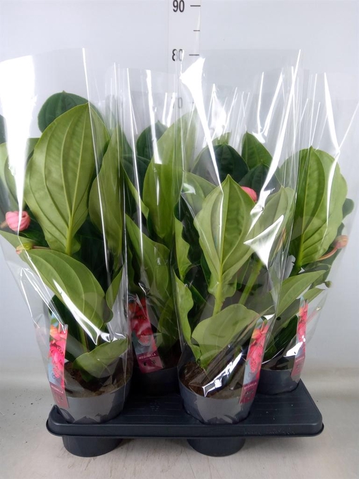 <h4>Medinilla magn. 'Flamenco'</h4>