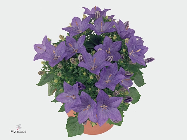 Campanula Is Napoli Blue