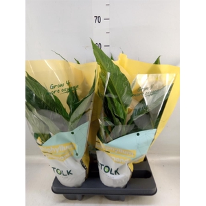 Spathiphyllum  'Diamond'