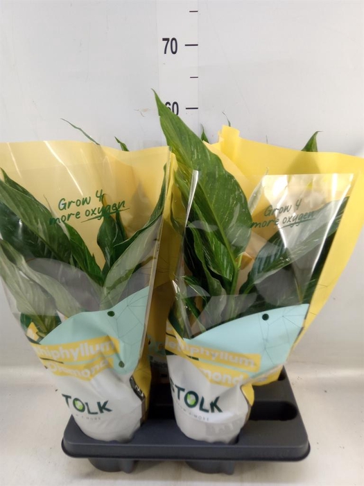 <h4>Spathiphyllum  'Diamond'</h4>