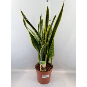 Sansevieria trifa. 'Laurentii'