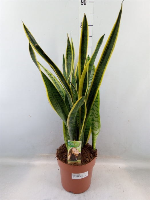 <h4>Sansevieria trifa. 'Laurentii'</h4>