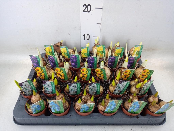 <h4>Bolbloemen   ...mix</h4>