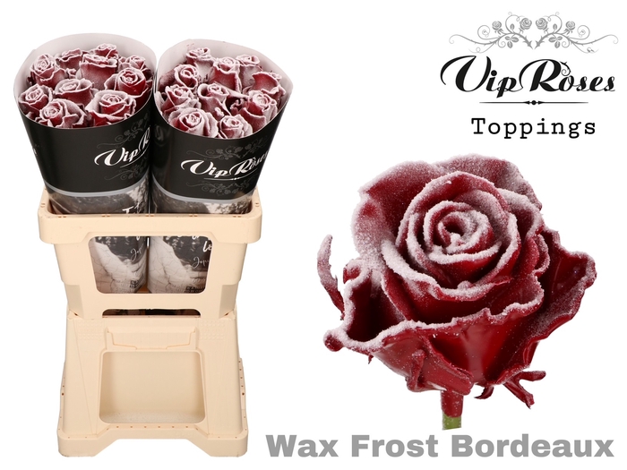 <h4>R GR WAX FROST BORDEAUX (60CM)</h4>