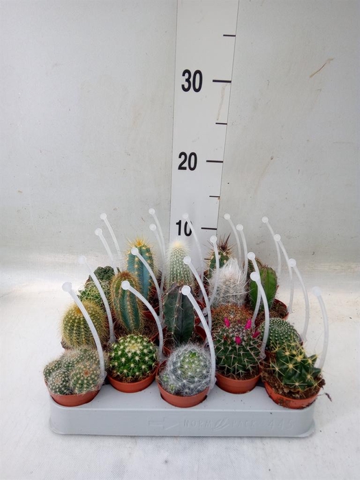 <h4>Cactus   ...mix</h4>