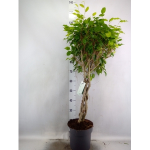 Ficus benja. 'Exotica'