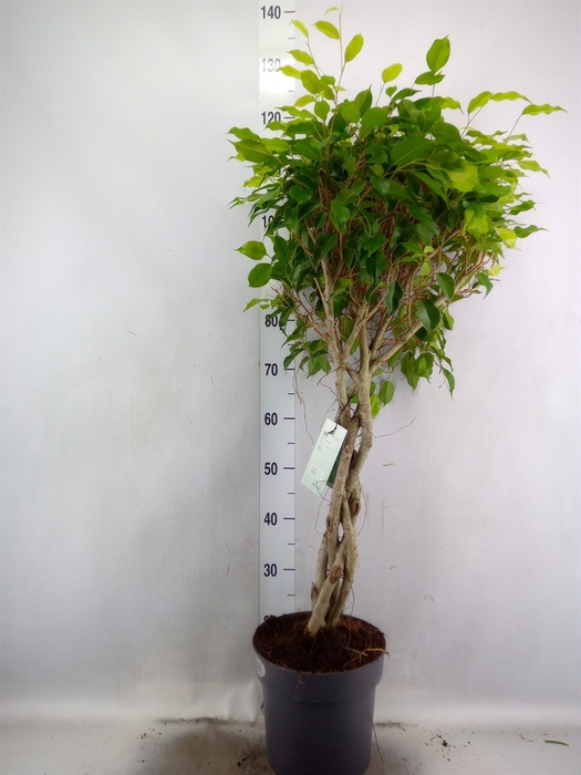 <h4>Ficus benja. 'Exotica'</h4>