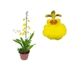 ONCIDIUM ALOHA P12