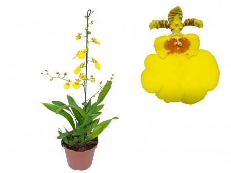 <h4>ONCIDIUM ALOHA P12</h4>