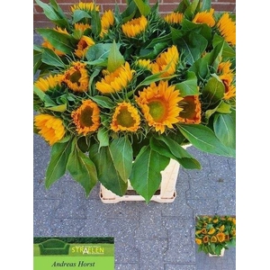 HELIAN SUNRICH GOLD