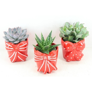 arr3 Demi - Strikpot x6