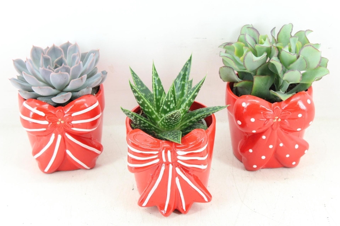 <h4>arr3 Demi - Strikpot x6</h4>