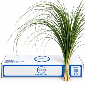 BEARGRAS VENTIUM X20