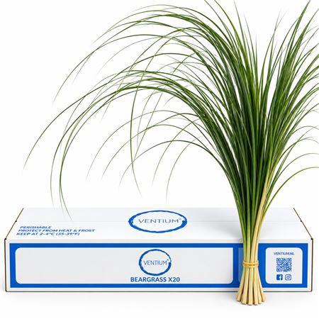 BEARGRAS VENTIUM X20
