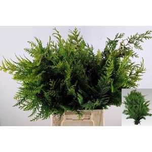 CHAMA LA STEWARTI BS