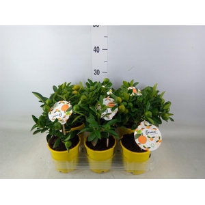 Citrofortunella mic.