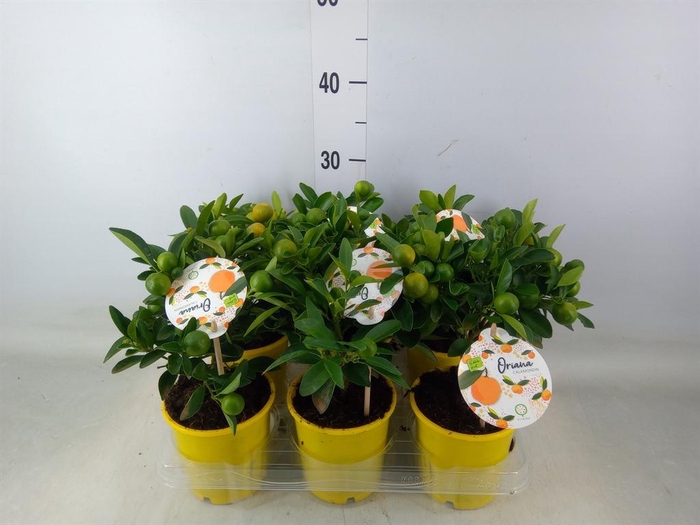 <h4>Citrofortunella mic.</h4>