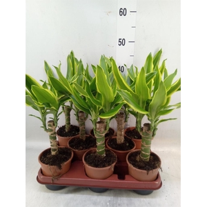 Dracaena frag. 'Golden Coast'