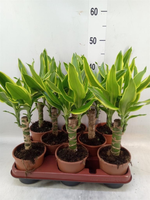 <h4>Dracaena frag. 'Golden Coast'</h4>