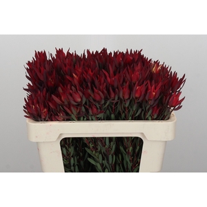 Leucadendron Blush Spray