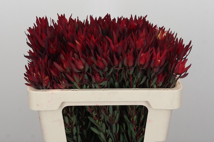 <h4>Leucadendron Blush Spray</h4>