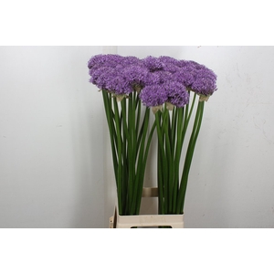 Allium Gladiator