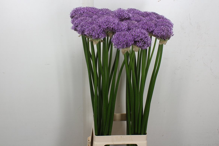 Allium Gladiator
