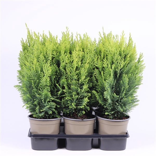 <h4>Chamaecyparis lawsoniana 'Ellwood's Empire'</h4>